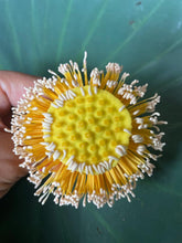 Load image into Gallery viewer, Lotus Flower Organic Green Tea
