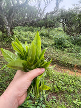 Load image into Gallery viewer, Sunday, October 22 at 11h Vietnamese Wild Tea Workshop (2 hours)
